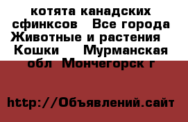 котята канадских сфинксов - Все города Животные и растения » Кошки   . Мурманская обл.,Мончегорск г.